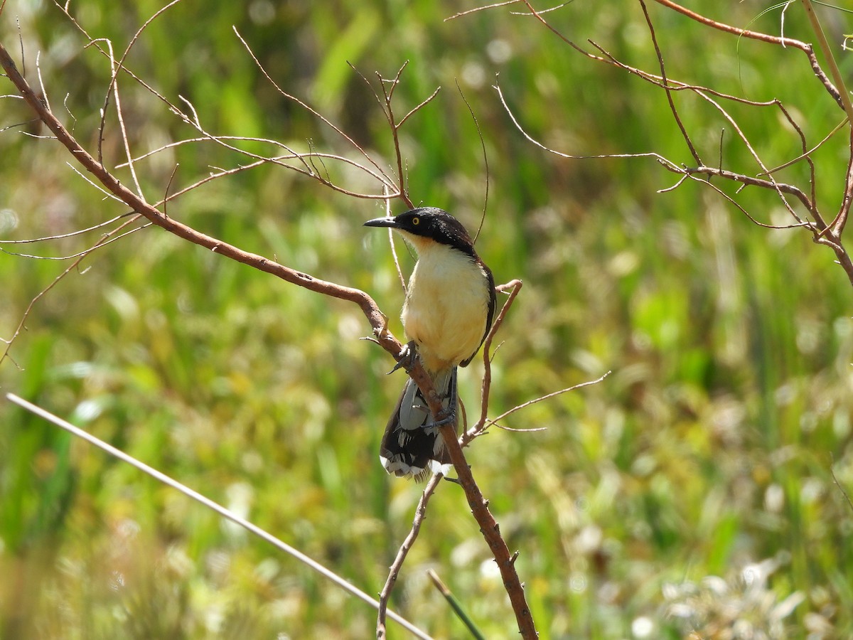 Мімик - ML645702662