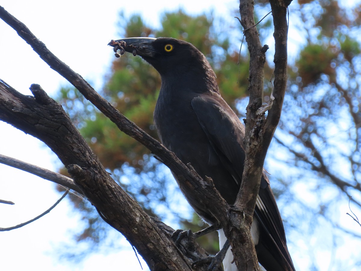 Куравонг строкатий - ML645702663