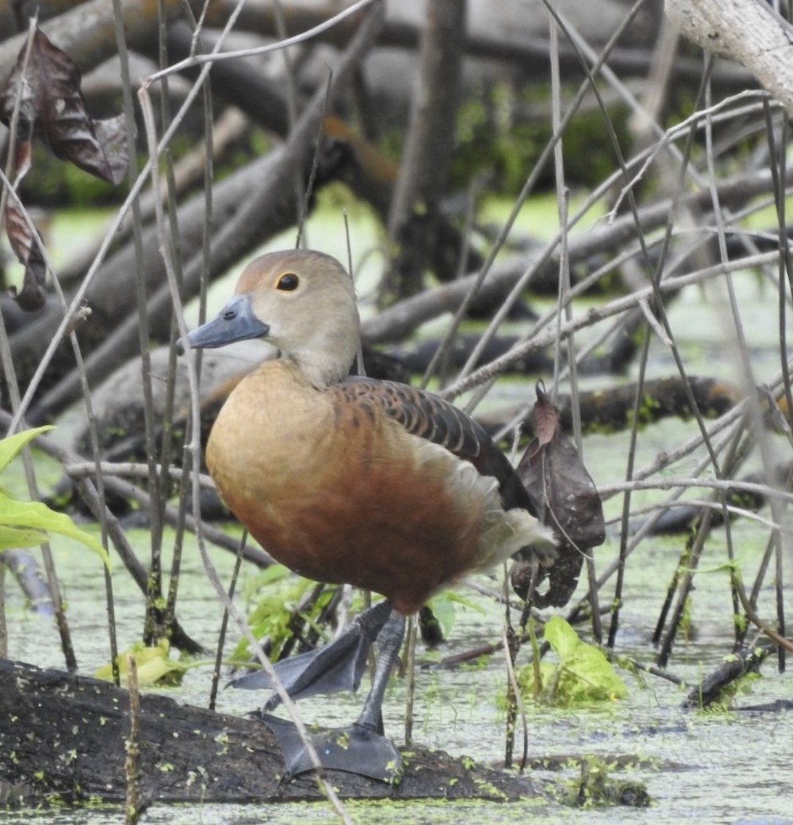 Свистач індійський - ML645702664
