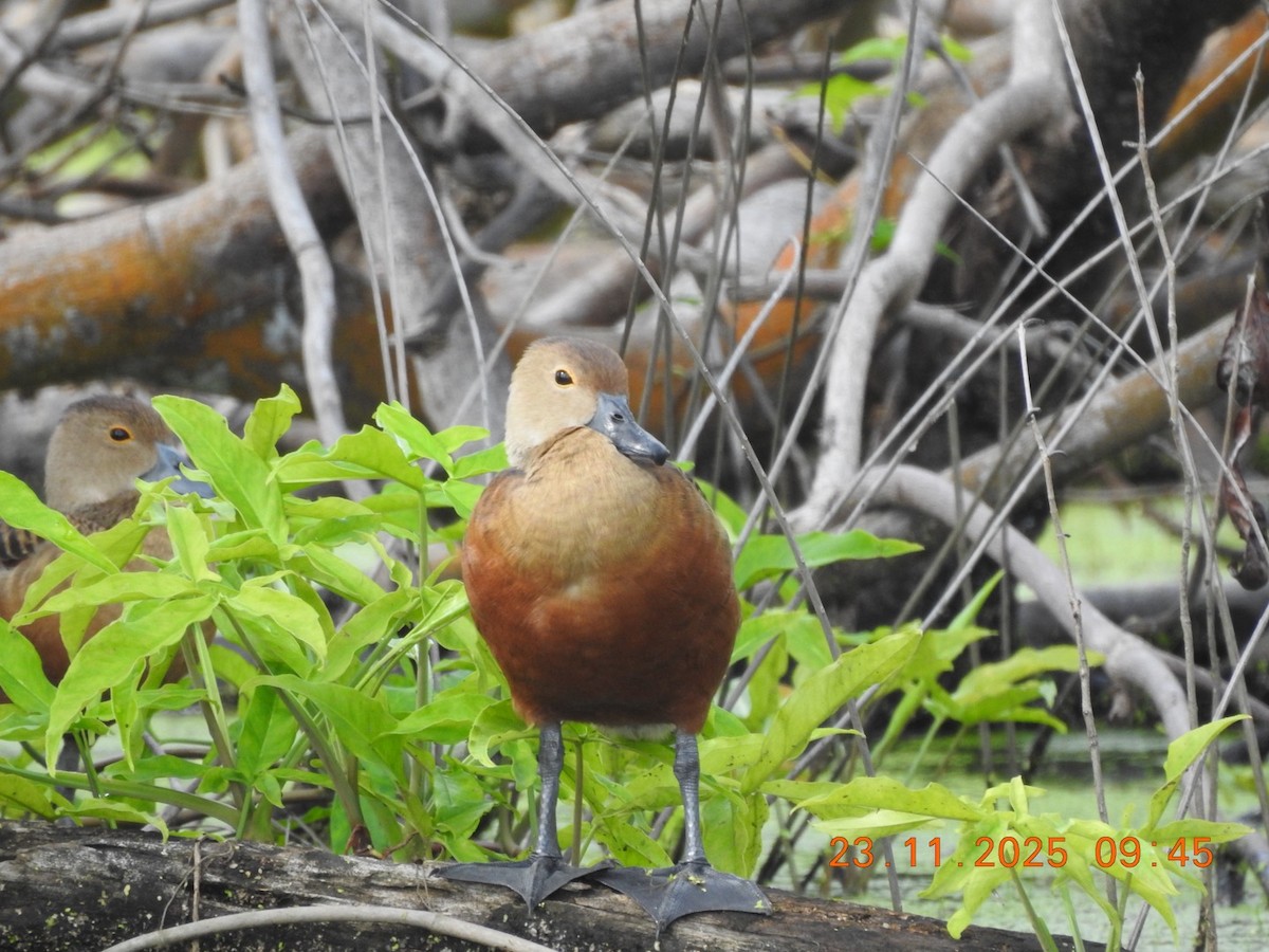 Свистач індійський - ML645702665
