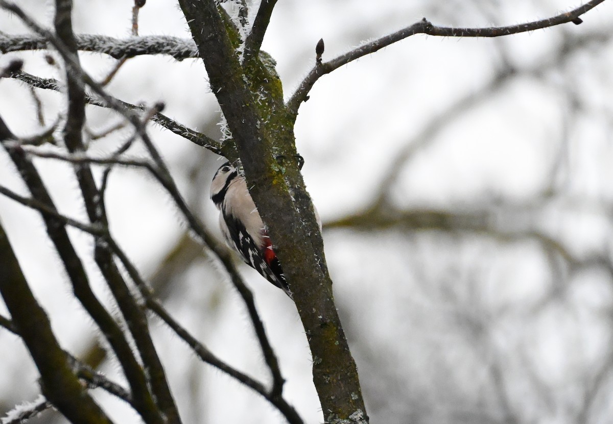 Great Spotted Woodpecker - ML645702666