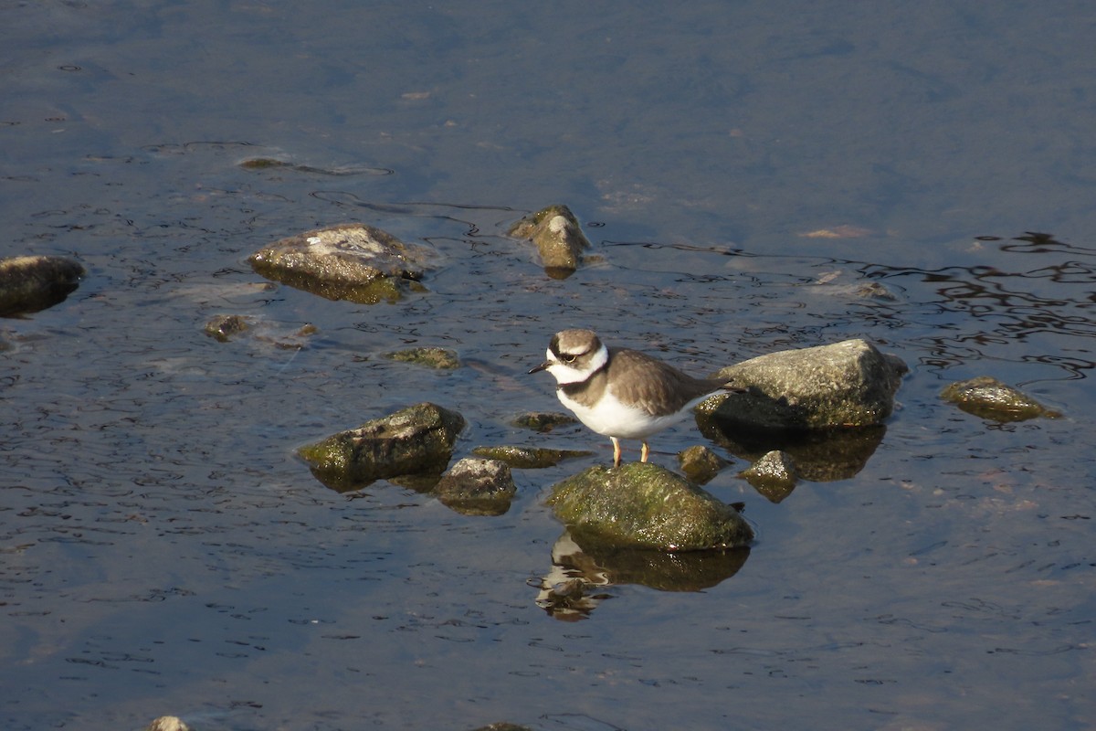 Пісочник усурійський - ML645702667
