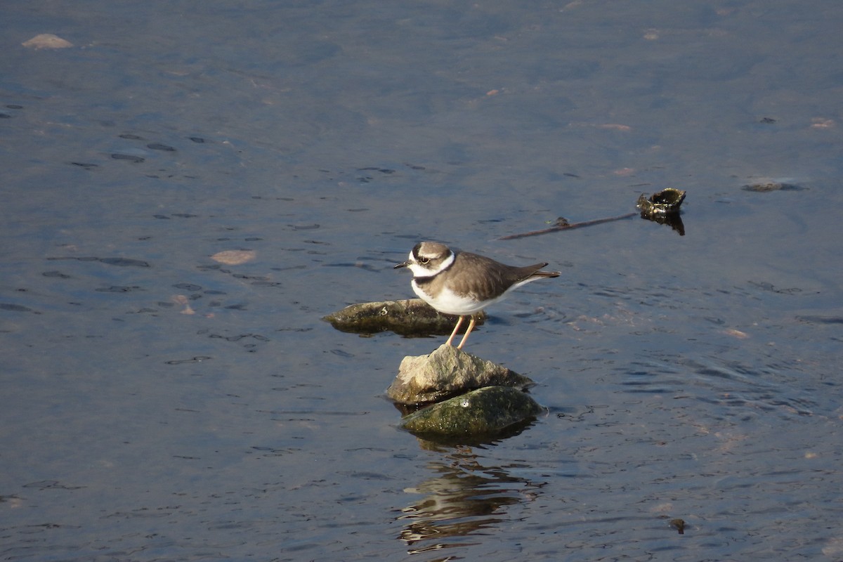 Пісочник усурійський - ML645702668