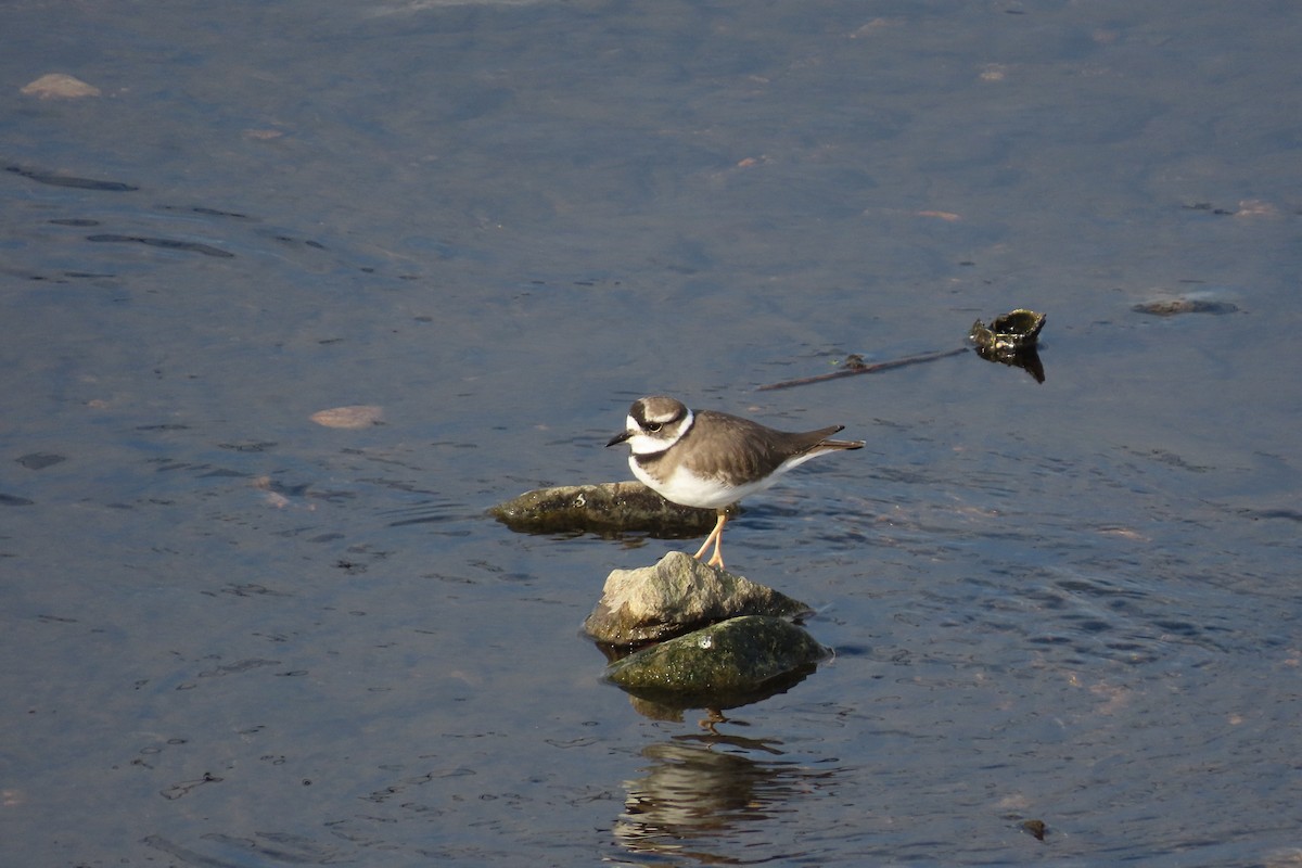 Пісочник усурійський - ML645702669
