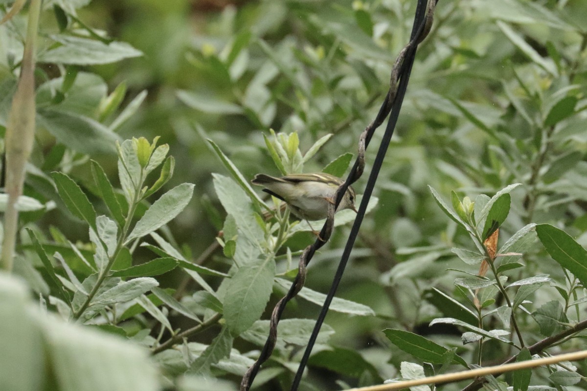 Вівчарик лісовий - ML645702670