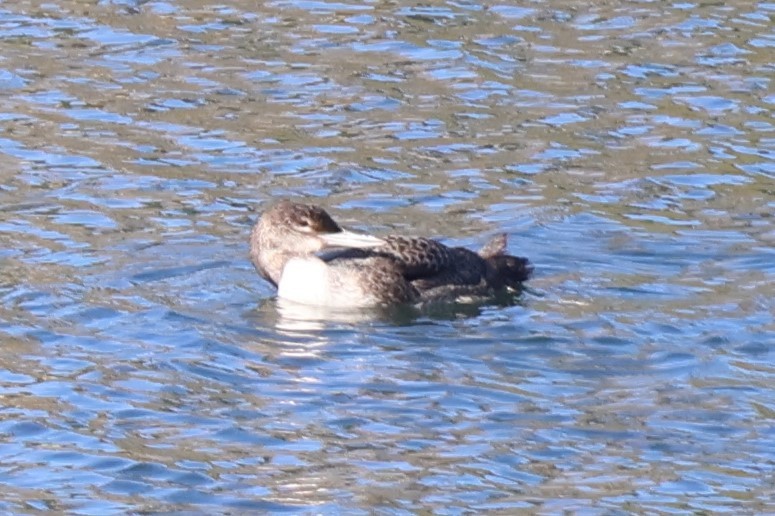 Гагара полярна - ML645702671