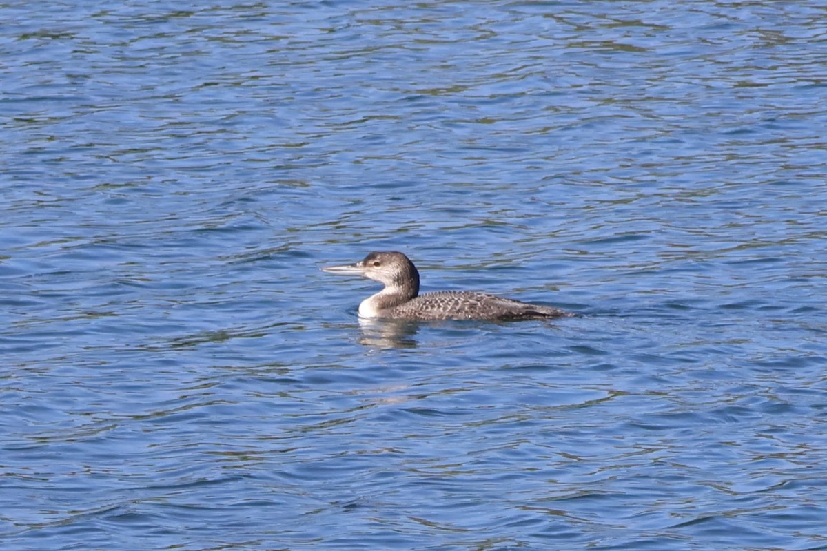 Гагара полярна - ML645702672