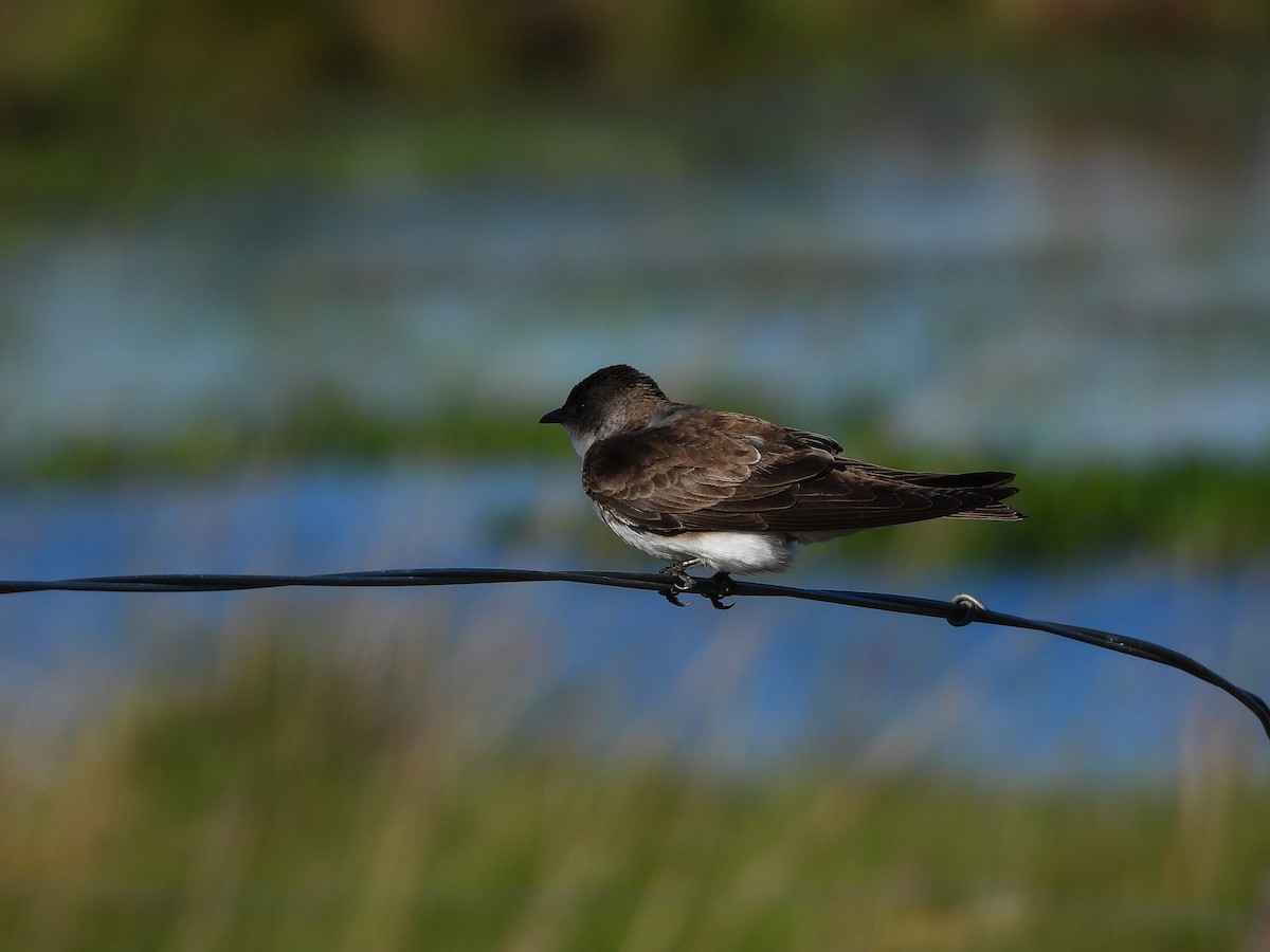 Щурик бурий - ML645702673