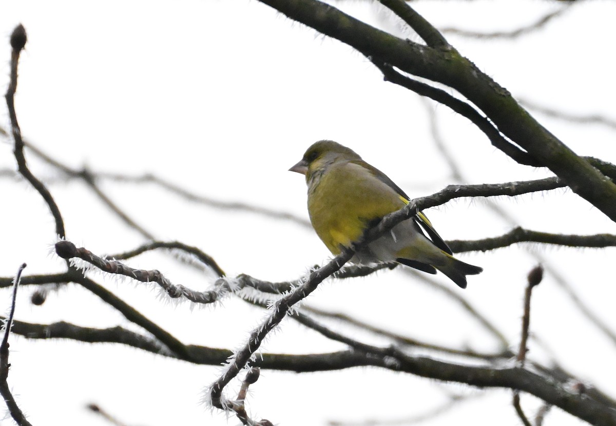 Зеленяк звичайний - ML645702674