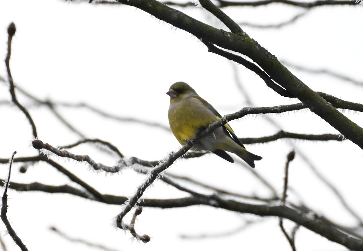 Зеленяк звичайний - ML645702675