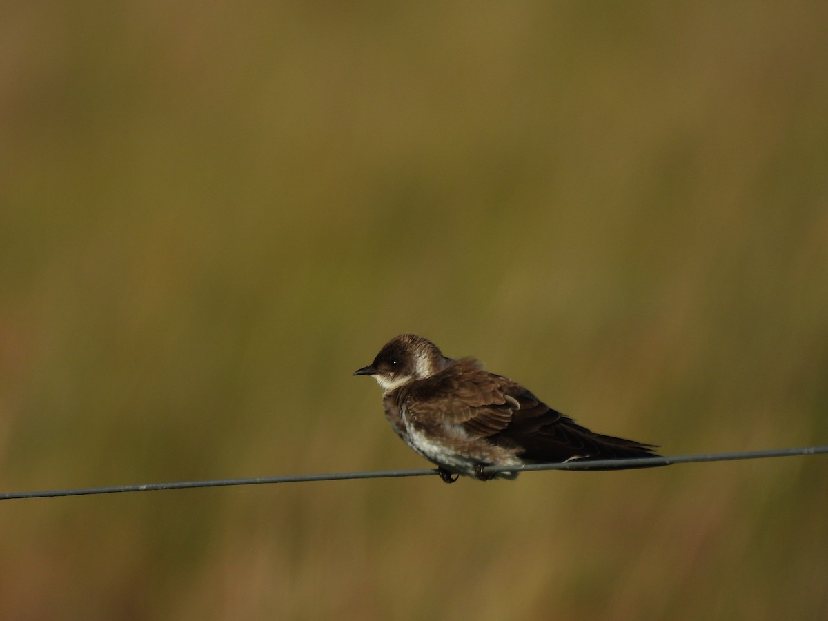 Щурик бурий - ML645702676