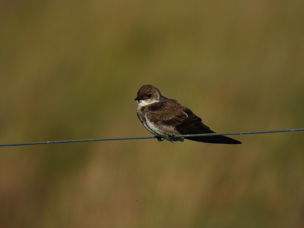 Щурик бурий - ML645702677