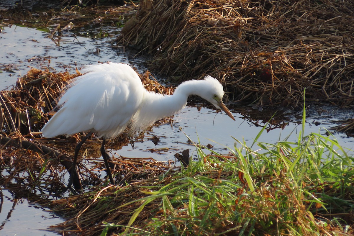 Medium Egret - ML645702678