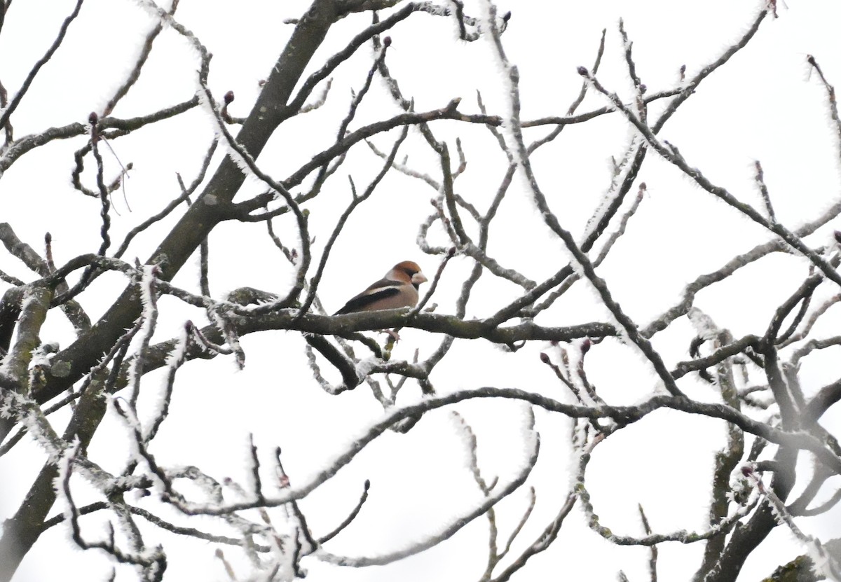 Костогриз - ML645702679