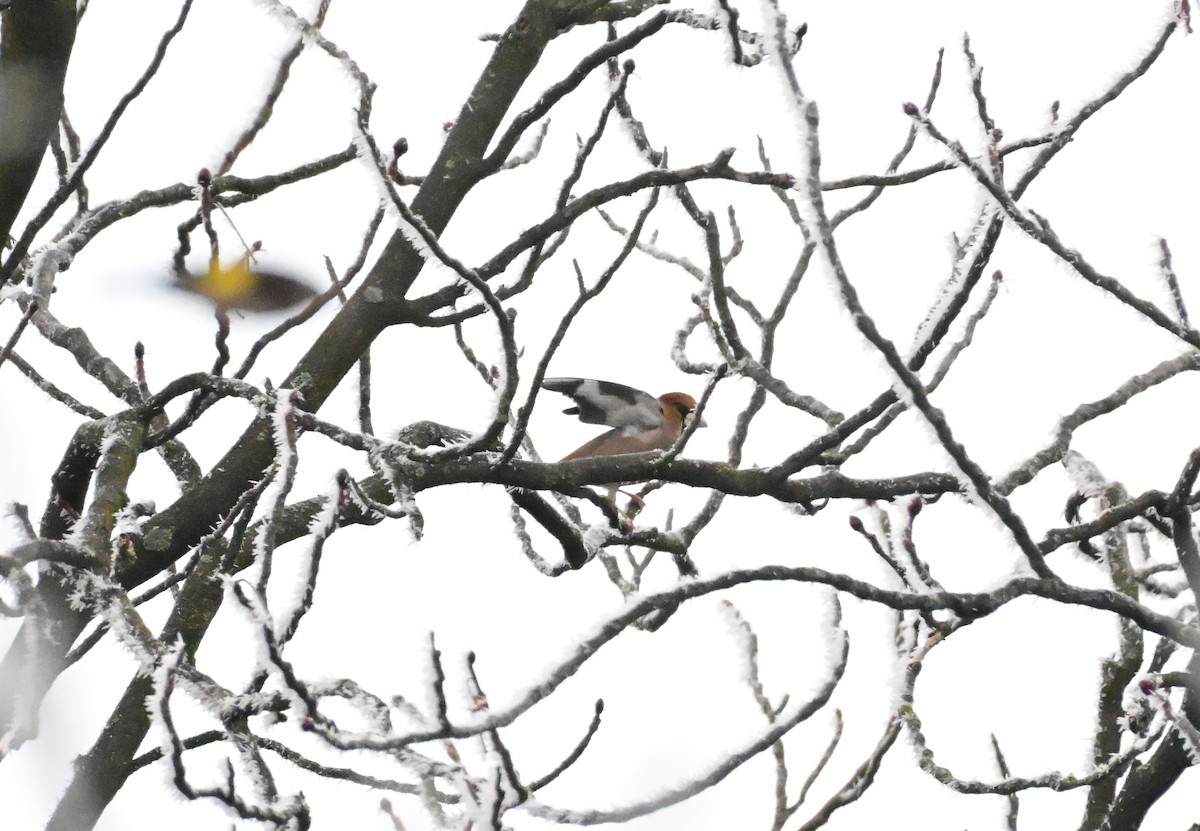 Костогриз - ML645702680