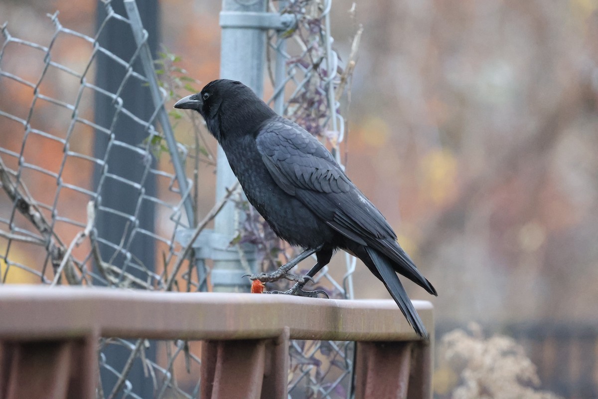 Ворона американська - ML645702681