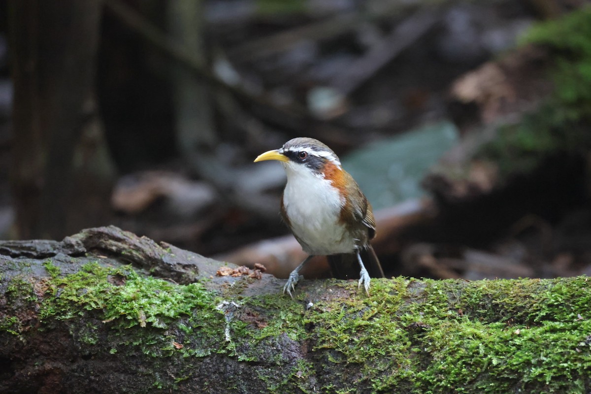 Силамбан сивоголовий - ML645702682