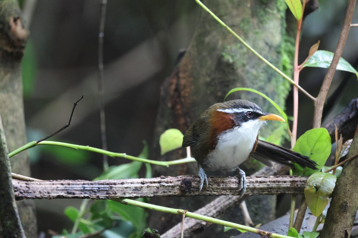 Силамбан сивоголовий - ML645702683