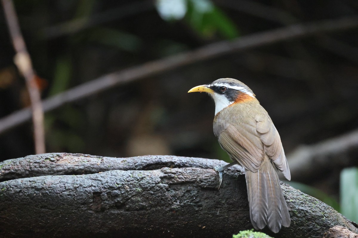 Силамбан сивоголовий - ML645702684