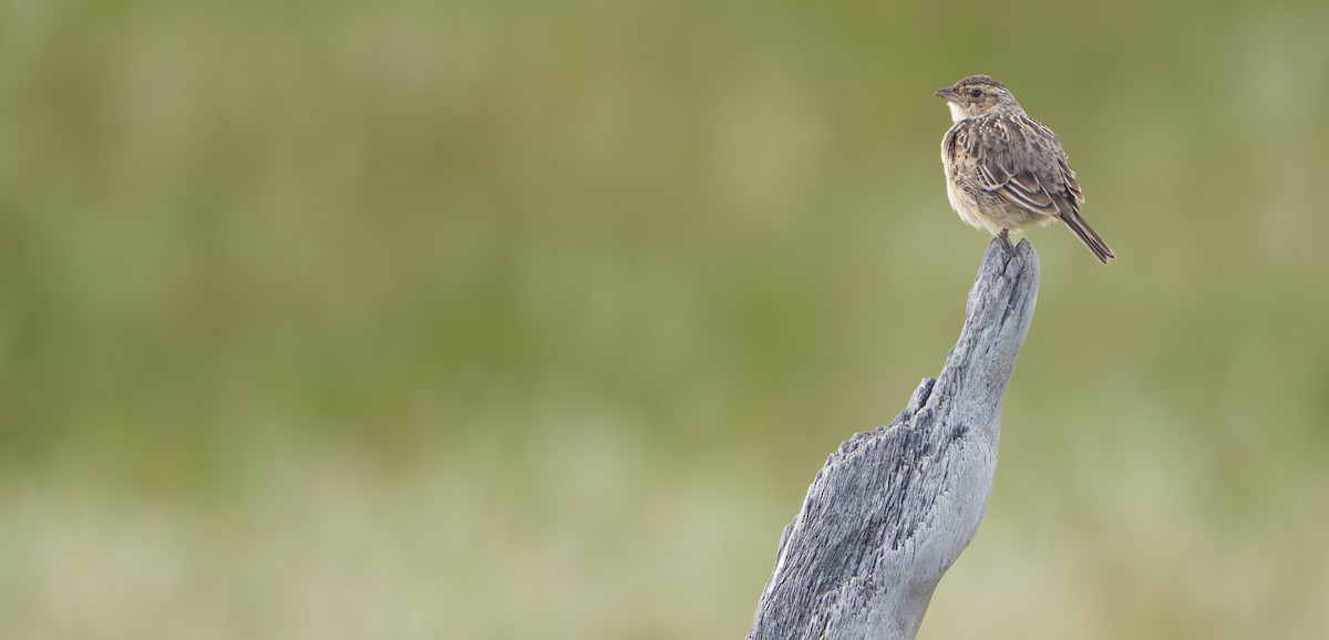 Alondra de Java - ML645702687