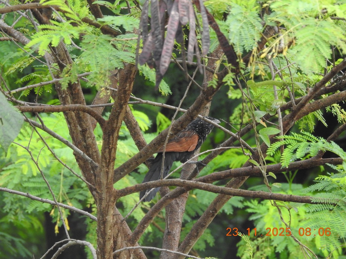 Коукал малий - ML645702688