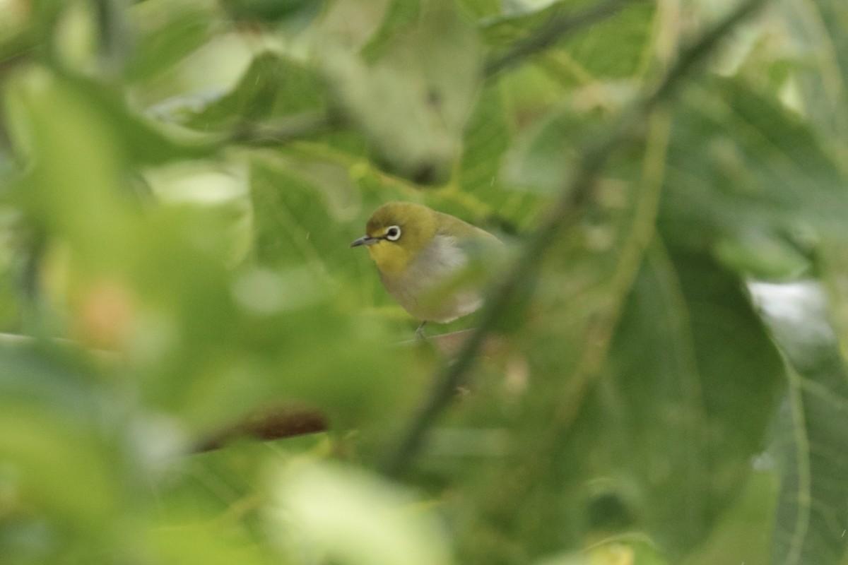 Окулярник китайський - ML645702689