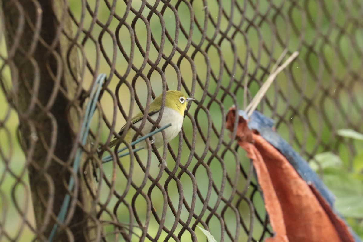 Окулярник китайський - ML645702690