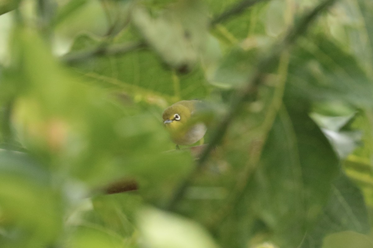 Окулярник китайський - ML645702691