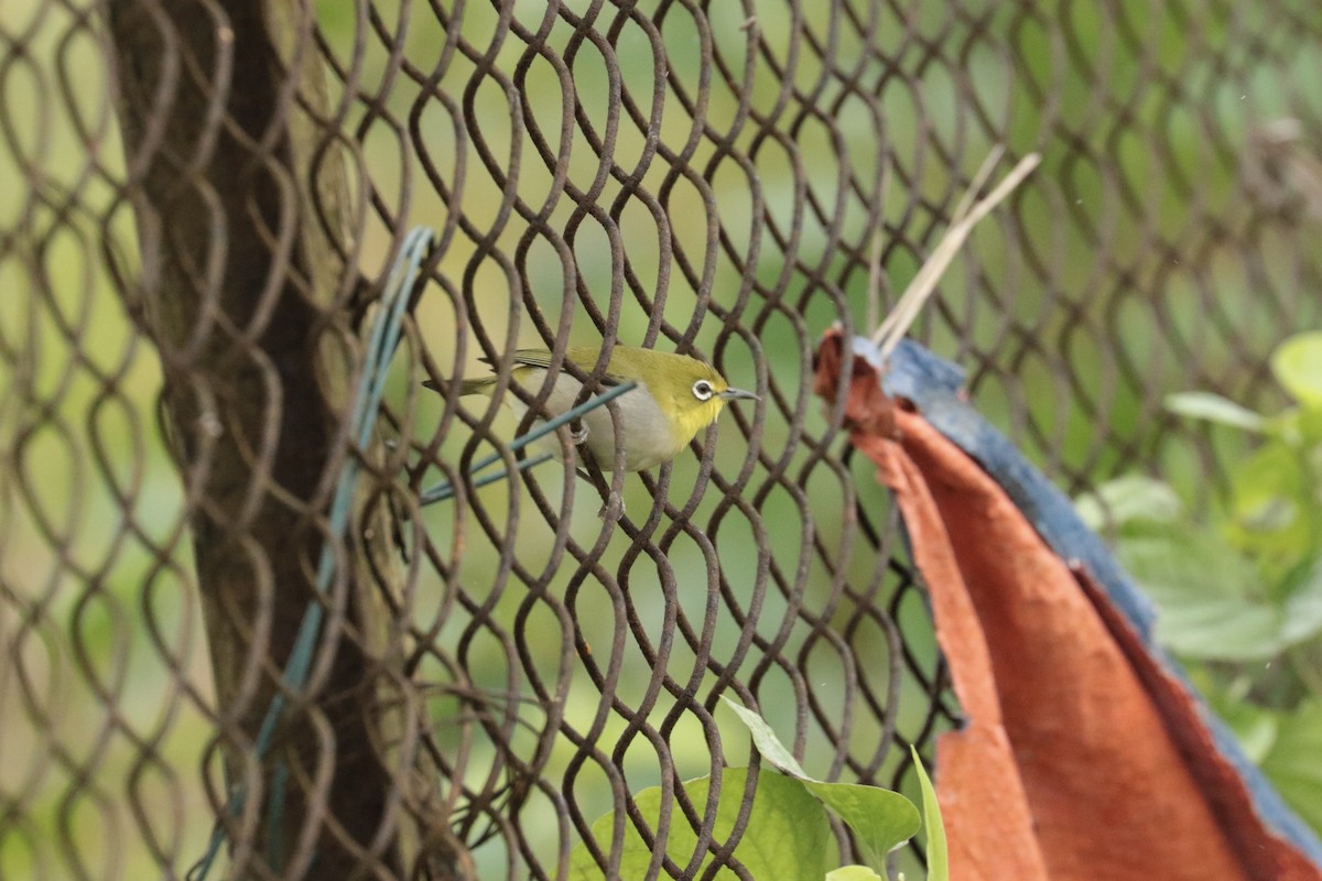 Окулярник китайський - ML645702692