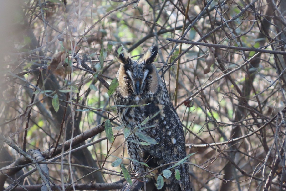 Сова вухата - ML645702693