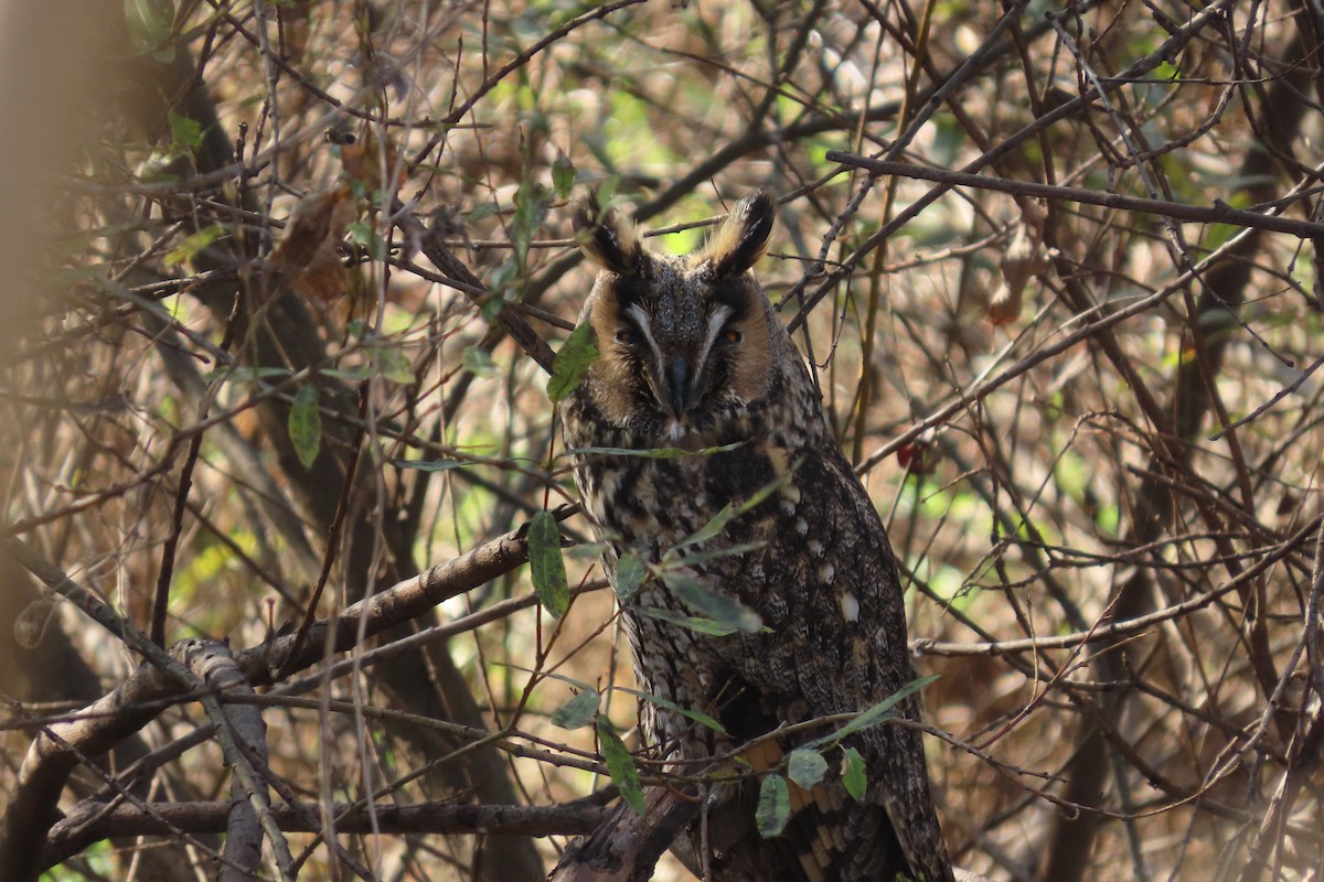 Сова вухата - ML645702694