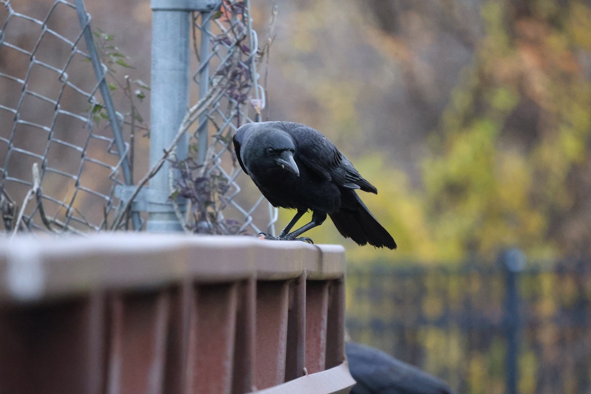 Ворона американська - ML645702695