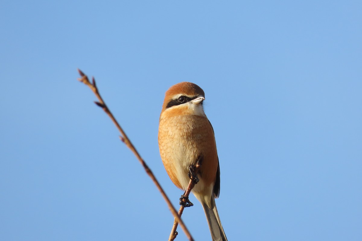 Bull-headed Shrike - ML645702696