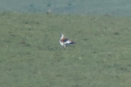 Denham's Bustard - ML645702700