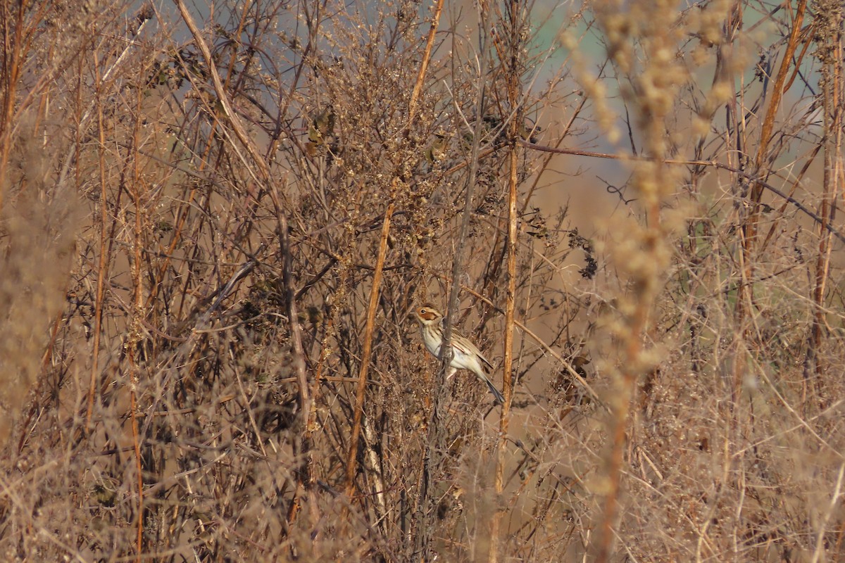Little Bunting - ML645702702