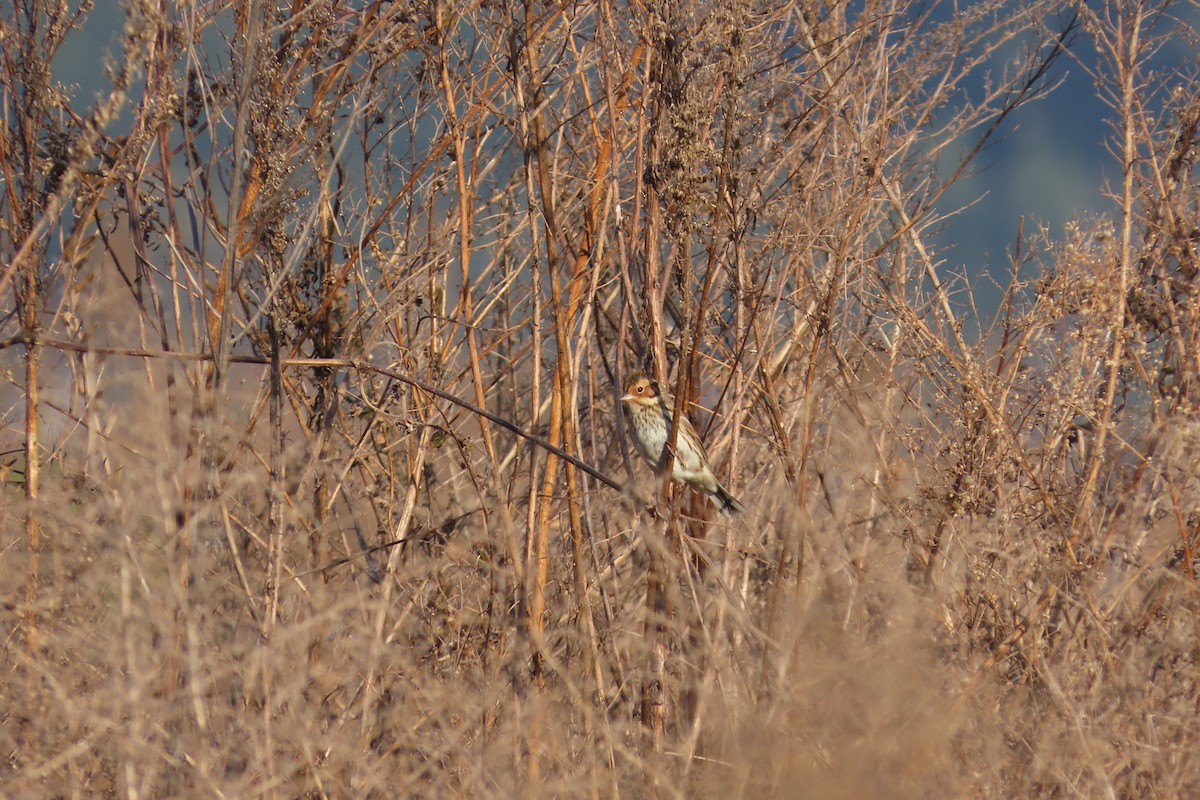 Little Bunting - ML645702703