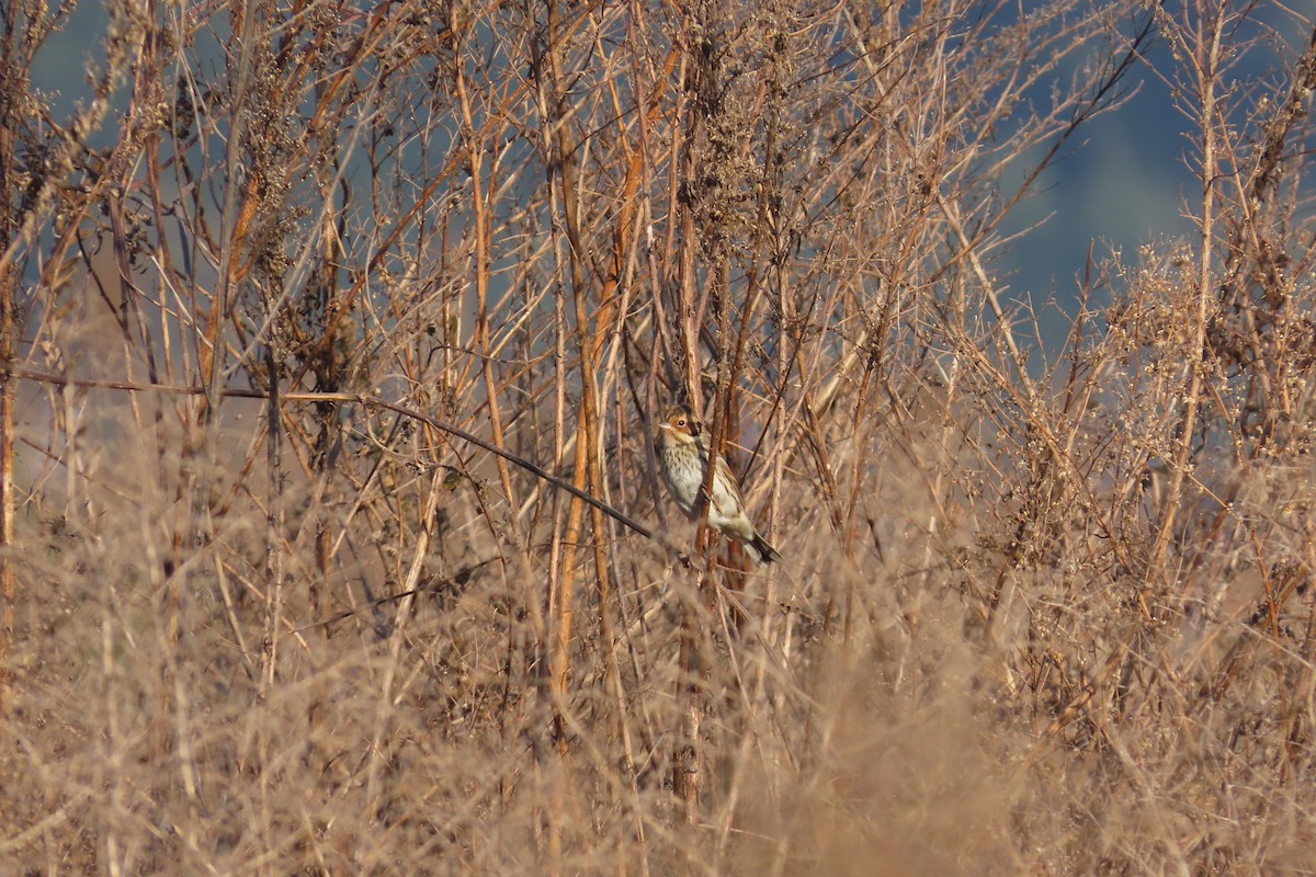 Little Bunting - ML645702704