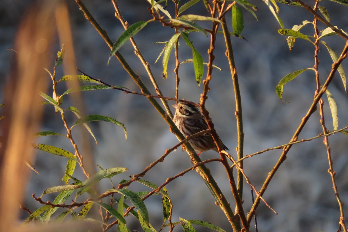 Rustic Bunting - ML645702706