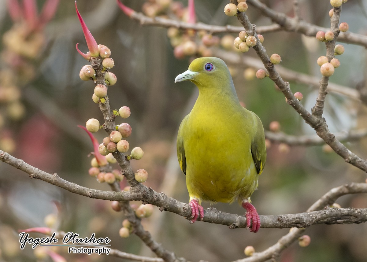 Orange-breasted Green-Pigeon - ML645702724