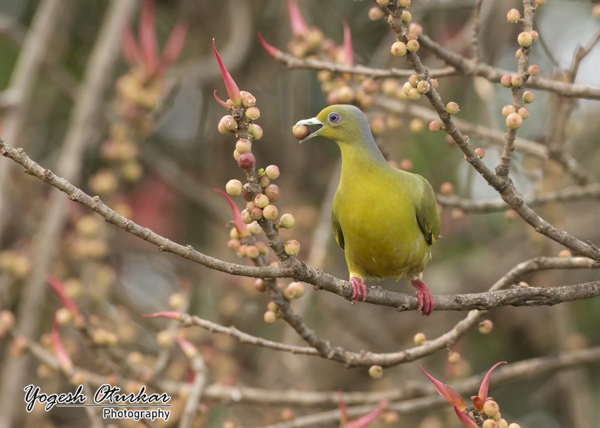 Orange-breasted Green-Pigeon - ML645702725
