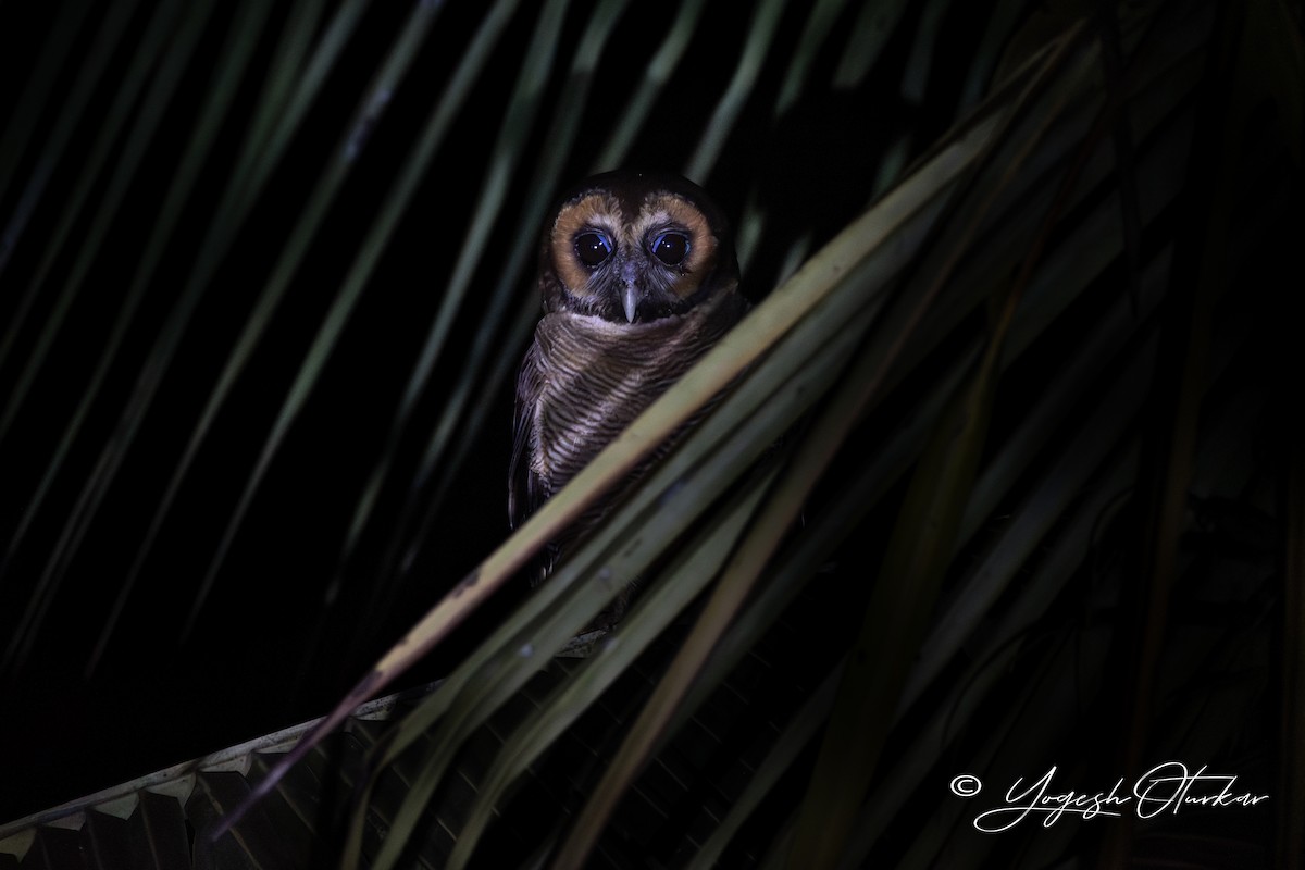 オオフクロウ - ML645702731