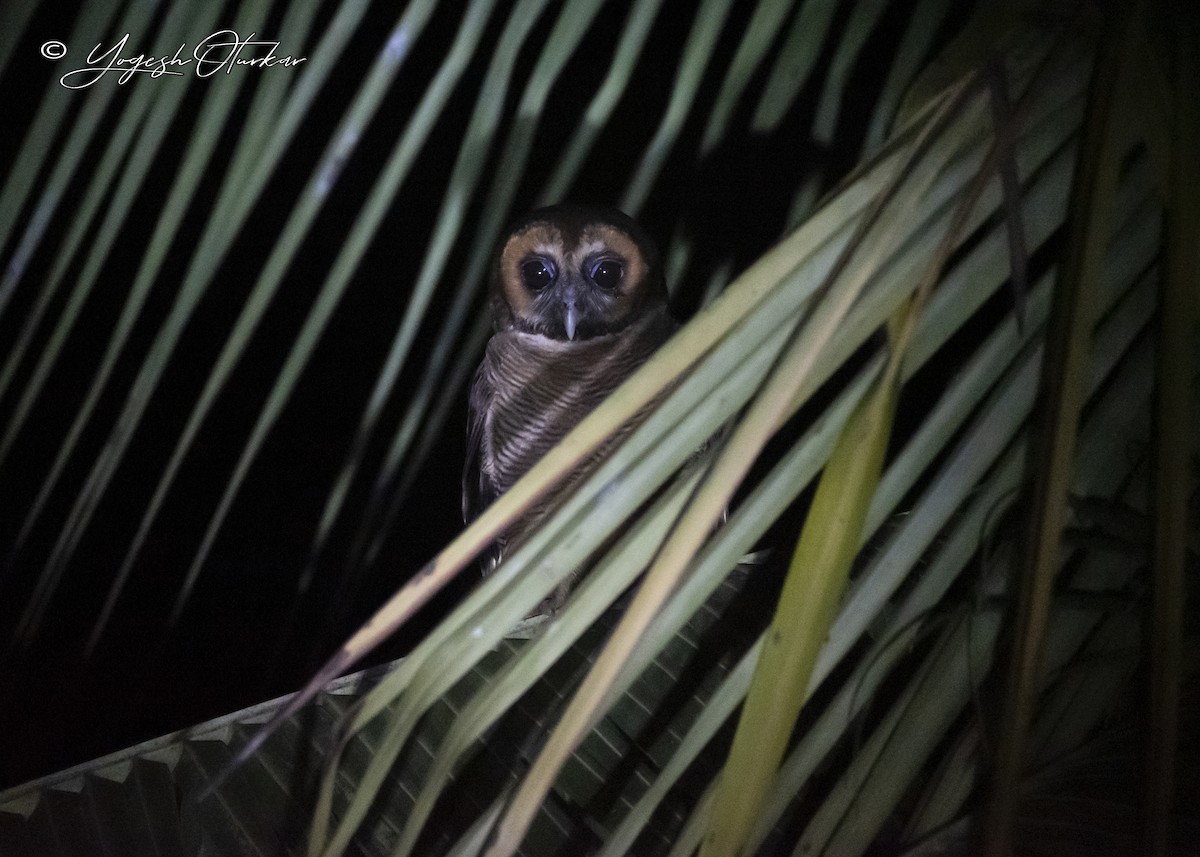 Brown Wood-Owl - ML645702732