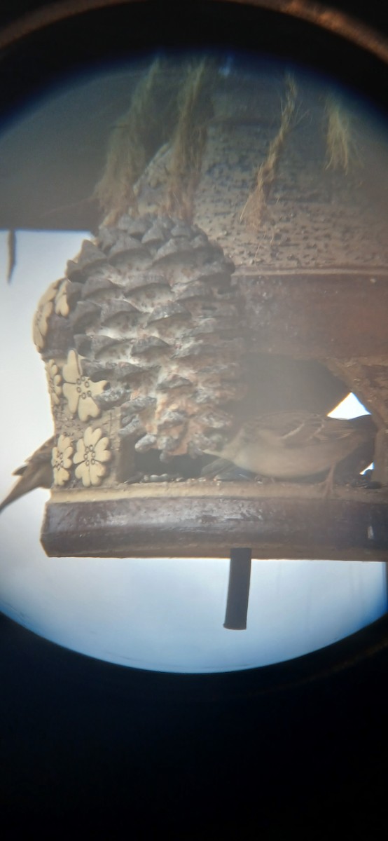 Eurasian Tree Sparrow - ML645702734