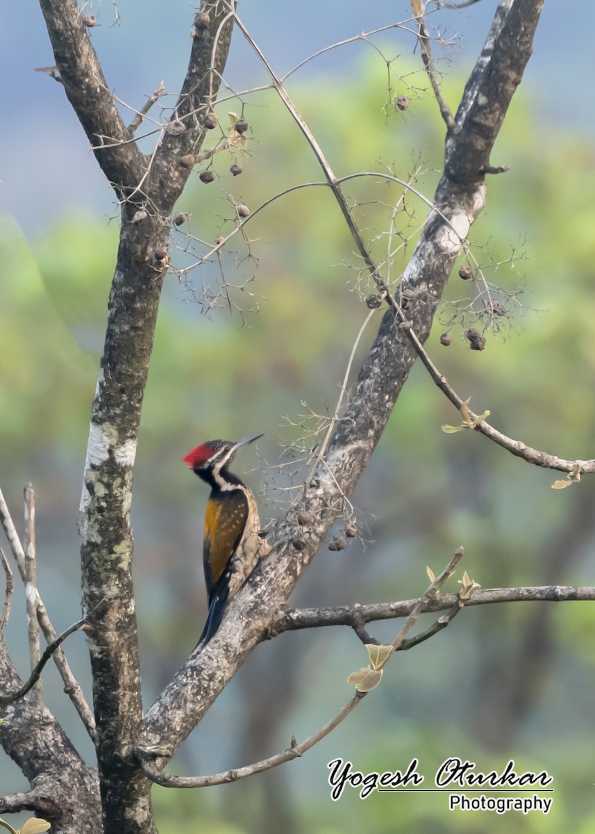 Black-rumped Flameback - ML645702738