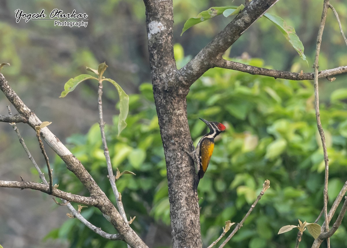 Black-rumped Flameback - ML645702739