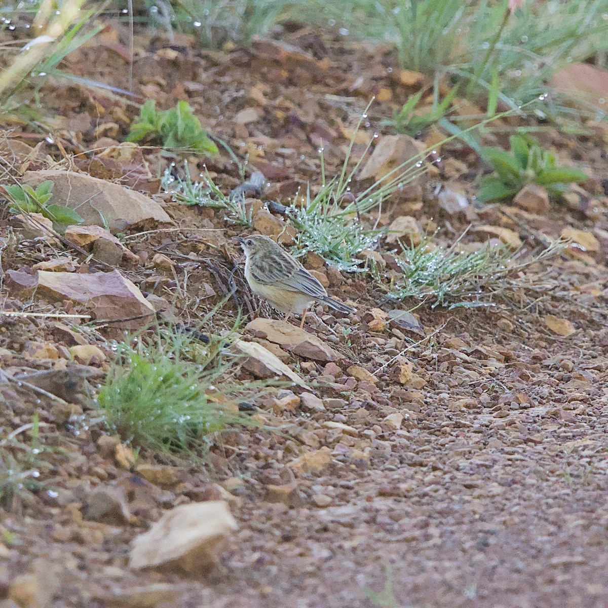 Cisticole pinc-pinc - ML645702747