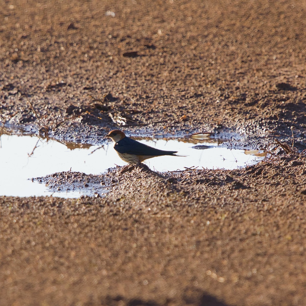 Greater Striped Swallow - ML645702752