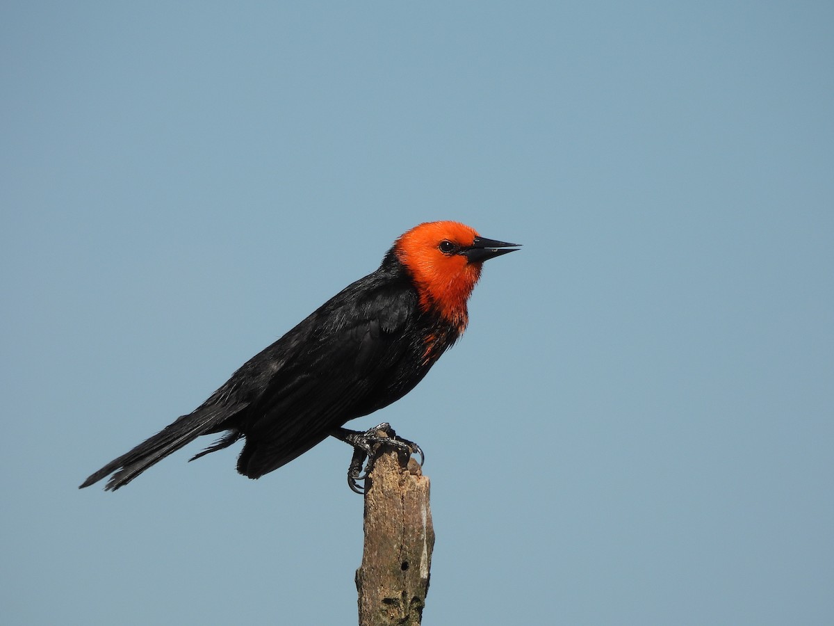 ヒズキンムクドリモドキ - ML645702754