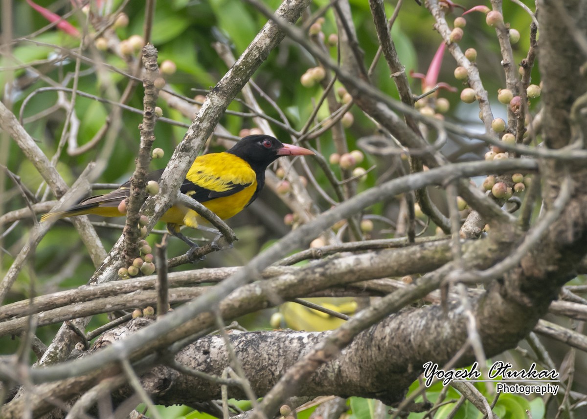 Black-hooded Oriole - ML645702756