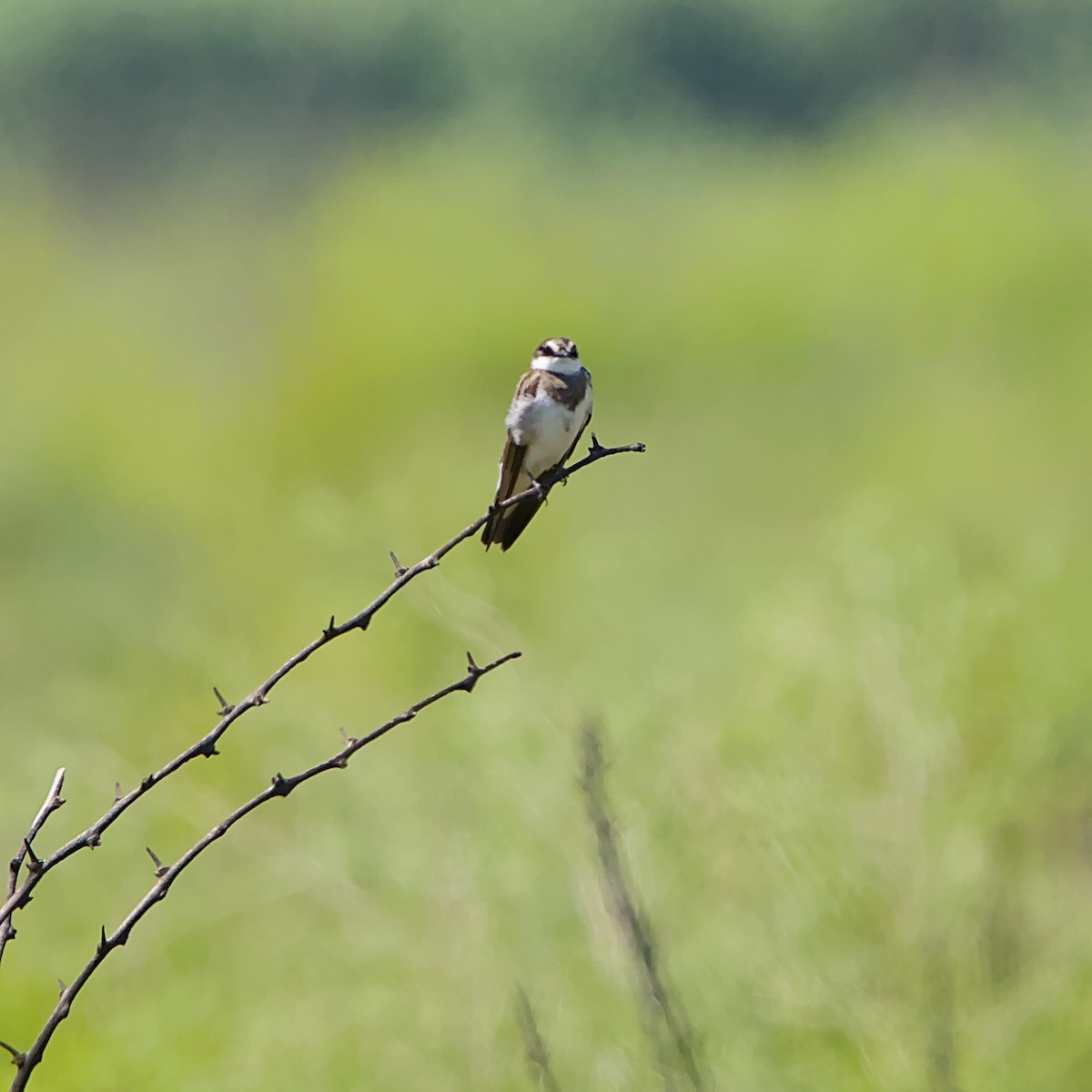 マユジロショウドウツバメ - ML645702759